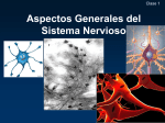 Aspectos Generales del Sistema Nervioso
