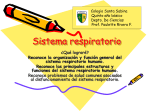 Sistema respiratorio - Colegio Santa Sabina