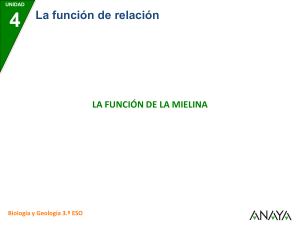 La función de la mielina