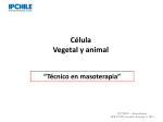 Célula Vegetal y animal Professor: Verónica