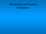 1004_Mecanismos_de_evasion_2013