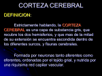 CORTEZA CEREBRAL