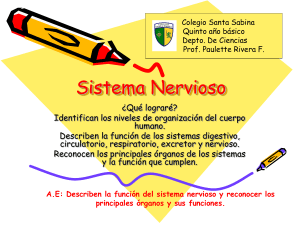 Sistema Nervioso - Colegio Santa Sabina