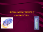 Enzimas de restricción y electroforesis