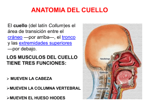 anatomia del cuello