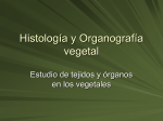Histología y Organografía vegetal