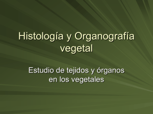 Histología y Organografía vegetal