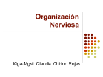 Organización Nerviosa