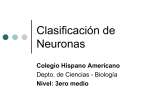 Clasificación de Neuronas - Colegio Hispano Americano