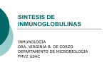 sintesis de inmunoglobulinas 2009