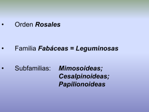 FAMILIA FABÁCEAS