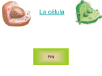 La célula