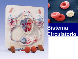 Sistema Circulatorio
