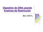 Digestión de DNA usando Enzimas de Restricción