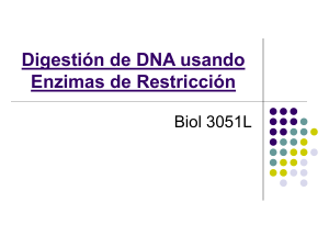 Digestión de DNA usando Enzimas de Restricción