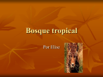 Bosque tropical - WIKIwithSraGonzalez
