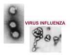 Orthomixvirus: Virus Influenza