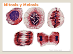 Tema 2: Mitosis y meiosis