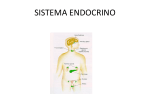 SISTEMA ENDOCRINO
