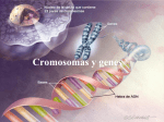 el cromosoma