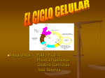 “EL CICLO CELULAR”