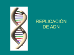 La replicación del ADN.