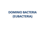 DOMINIO BACTERIA (EUBACTERIA)