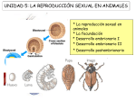 La reproducción sexual en animales 2008
