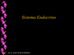 Sistema Endocrino