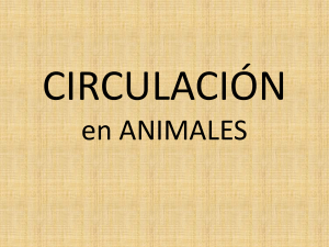 Sistemas circulatorios Archivo - Aula Virtual Maristas Mediterr&aacute;nea
