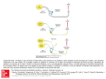 Slide 1 - Access Medicina