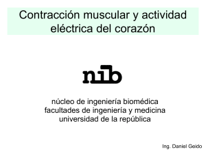 Contraccion muscular y actividad electrica del corazon