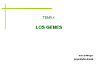 Tema 4-Los genes