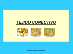 TEJIDO_CONECTIVO_TP_3-2011