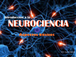 neurociencia - DOCUMENTOSESCOLARES