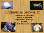 Diversidad animal II