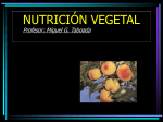 NUTRICIÓN VEGETAL