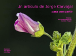 Jorge Carvajal