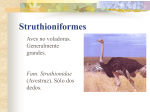Struthioniformes - Entre plumas, cantos y vuelos... Aves de Chile