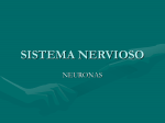 Sistema Nervios: Neuronas