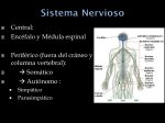 Nervios Espinales
