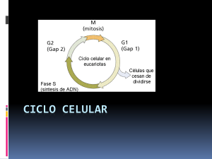 Ciclo celular - Ecomundo Centro de Estudios