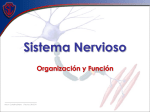 Sistema Nervioso - SC Monjas Inglesas