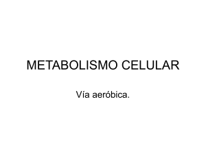 metabolismo celular