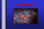 togaviridae