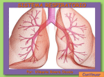 Partes del sistema respiratorio Bronquios