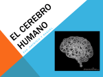 el_cerebro_humano