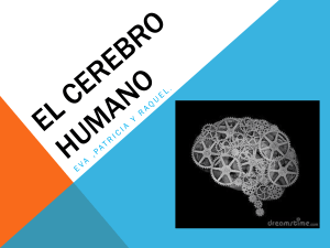 el_cerebro_humano