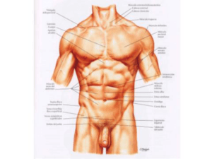 musculos del abdomen