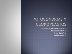 Mitocondrias y Cloroplastos - biologialasalle4-2